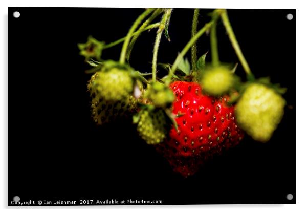 Garden strawberries bunch Acrylic by Ian Leishman