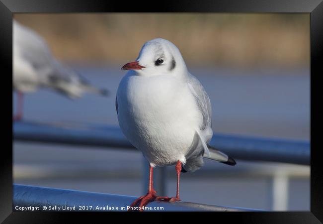 Gerty the Gull Framed Print by Sally Lloyd