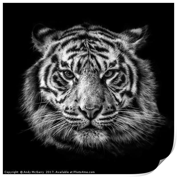 Tiger Portrait Print by Andy McGarry