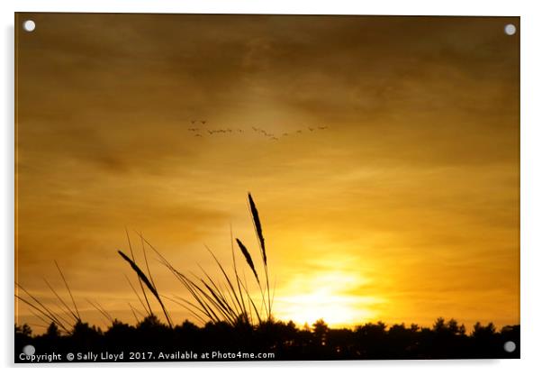 Winter Sunset at Holkham, Norfolk Acrylic by Sally Lloyd