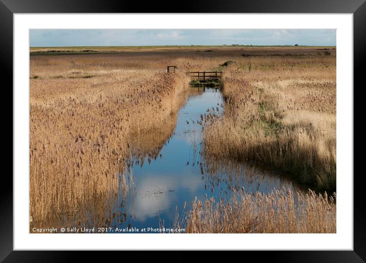 Blakeney Marshes Norfolk  Framed Mounted Print by Sally Lloyd