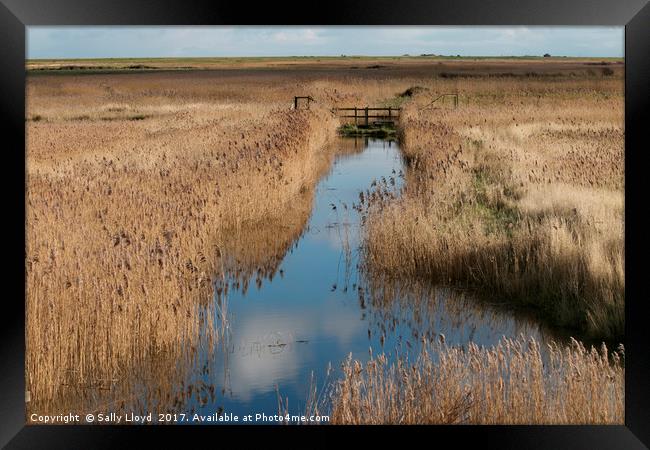 Blakeney Marshes Norfolk  Framed Print by Sally Lloyd