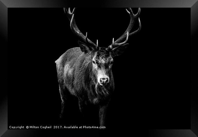 Red Deer 2 - Black Series Framed Print by Milton Cogheil