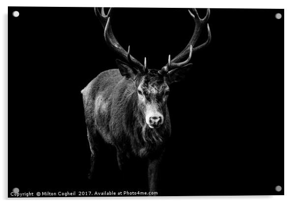 Red Deer 2 - Black Series Acrylic by Milton Cogheil