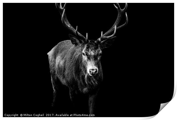 Red Deer 2 - Black Series Print by Milton Cogheil