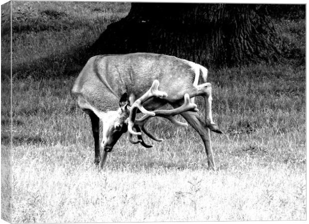 Itchy Stag Canvas Print by Greg Sheard