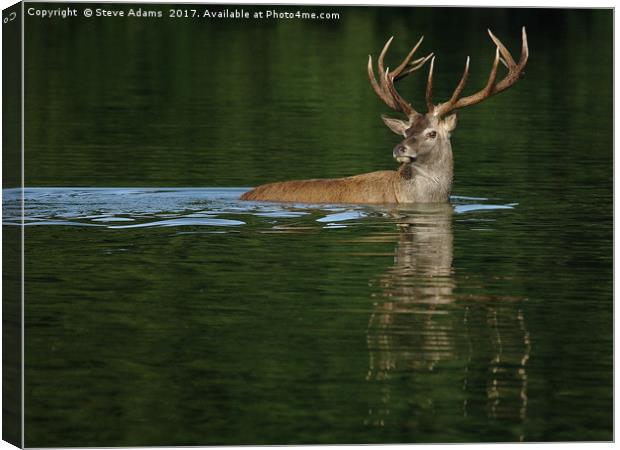 Deer Dip Canvas Print by Steve Adams