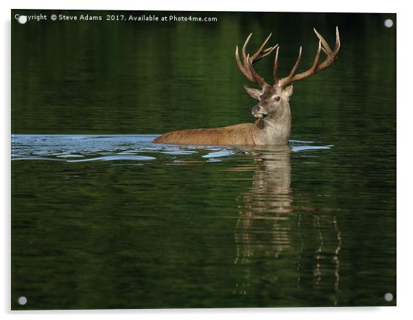 Deer Dip Acrylic by Steve Adams
