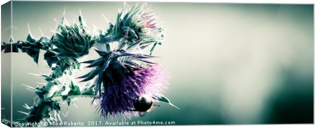 Thistle Canvas Print by Mike Roberts