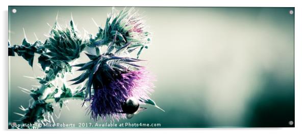 Thistle Acrylic by Mike Roberts