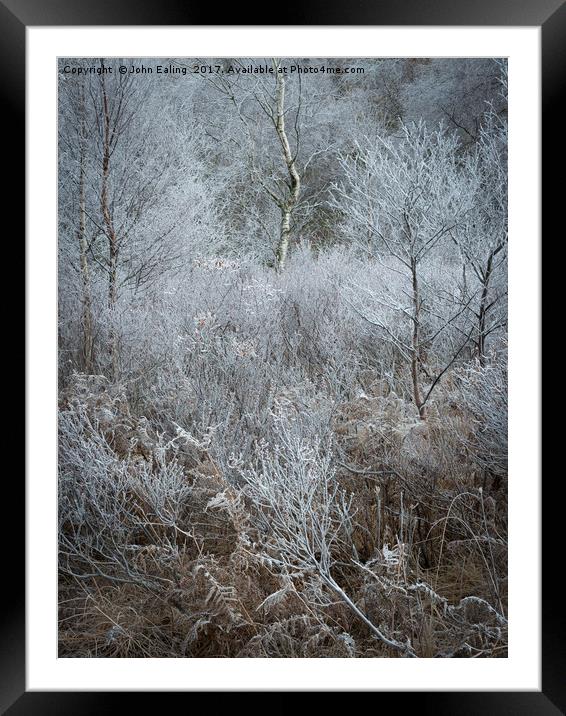 Iced woodland Framed Mounted Print by John Ealing