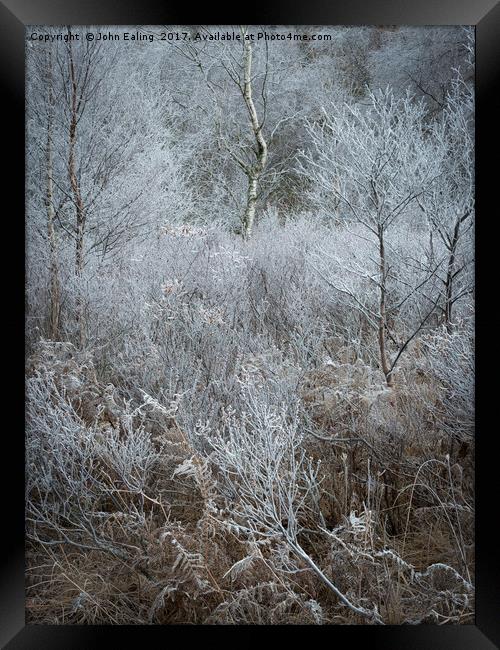 Iced woodland Framed Print by John Ealing