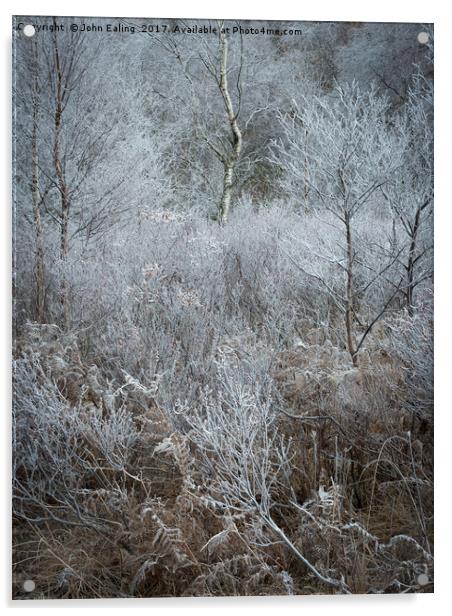 Iced woodland Acrylic by John Ealing