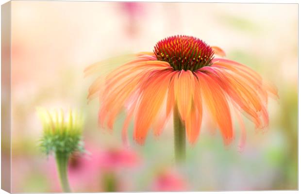 Coneflower 'Hot Summer' Canvas Print by Jacky Parker