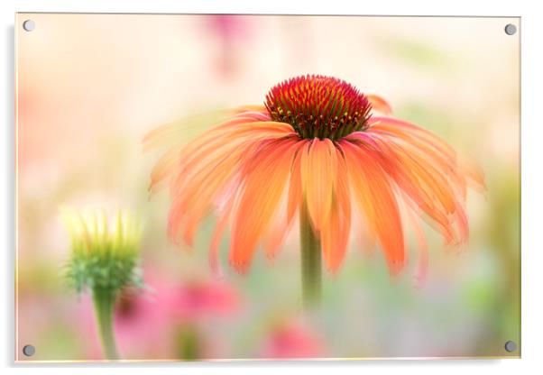 Coneflower 'Hot Summer' Acrylic by Jacky Parker