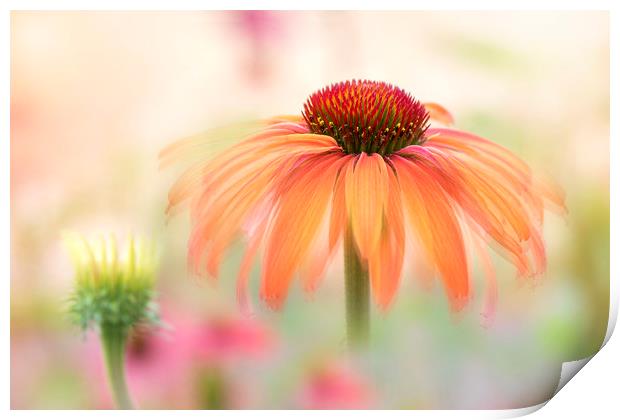 Coneflower 'Hot Summer' Print by Jacky Parker