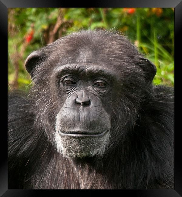 Chimpanzee Portrait Framed Print by Chris Thaxter
