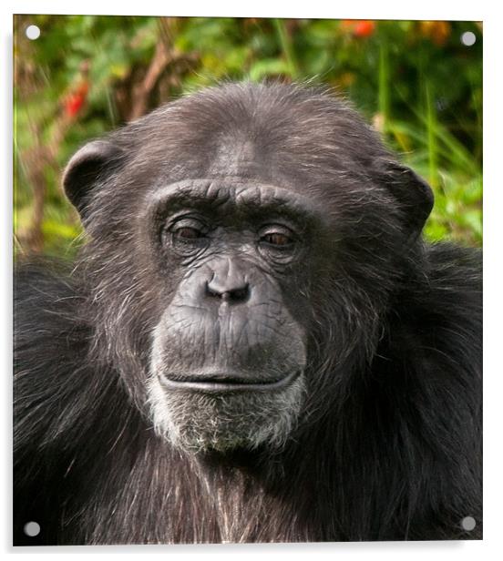 Chimpanzee Portrait Acrylic by Chris Thaxter