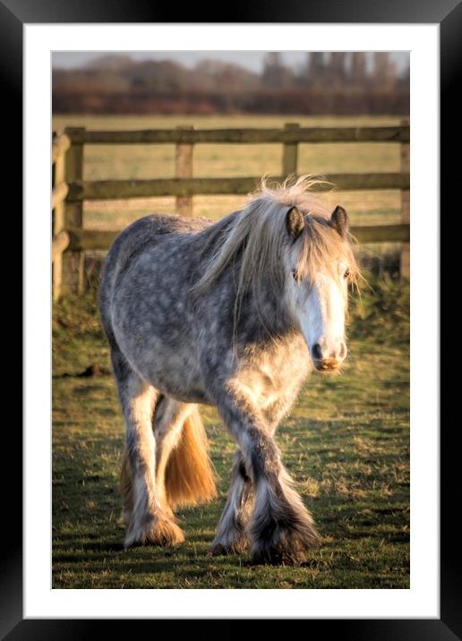 Horse Framed Mounted Print by Jeremy Sage