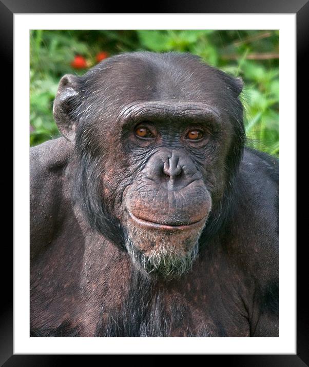 Old Chimp Framed Mounted Print by Chris Thaxter