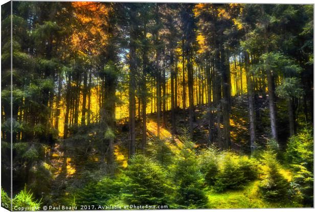 slope in the forest Canvas Print by Paul Boazu