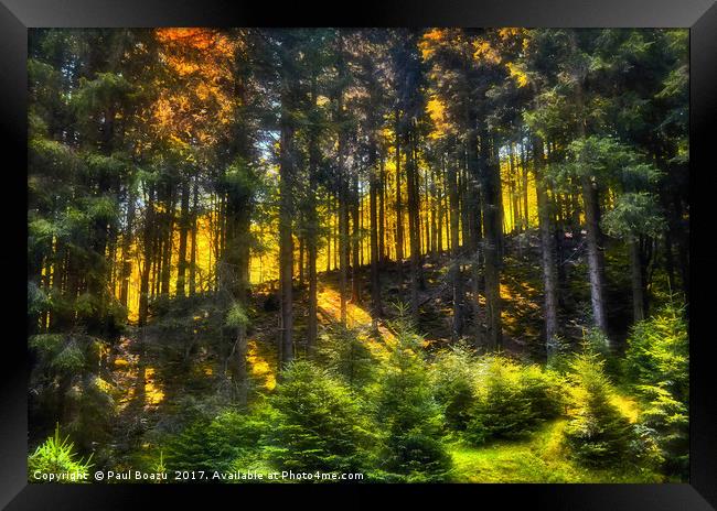 slope in the forest Framed Print by Paul Boazu