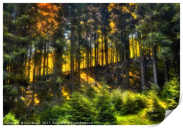 slope in the forest Print by Paul Boazu