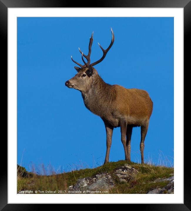 Stag on the horizon Framed Mounted Print by Tom Dolezal