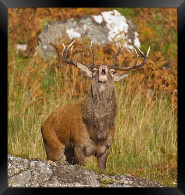 Rutting Red Deer Stag Framed Print by Tom Dolezal