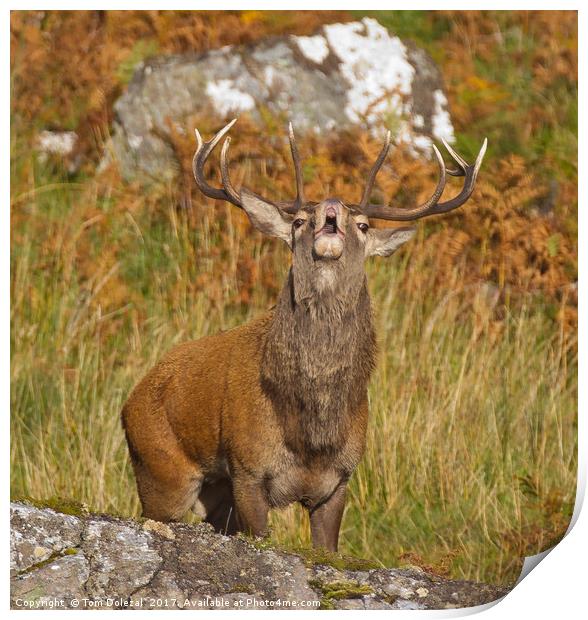 Rutting Red Deer Stag Print by Tom Dolezal