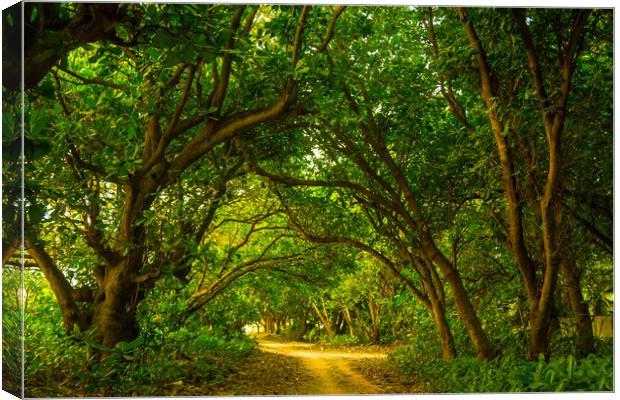 A narrow lane among the trees Canvas Print by Hassan Najmy