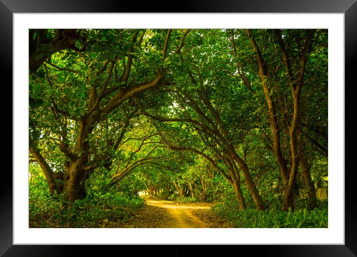 A narrow lane among the trees Framed Mounted Print by Hassan Najmy