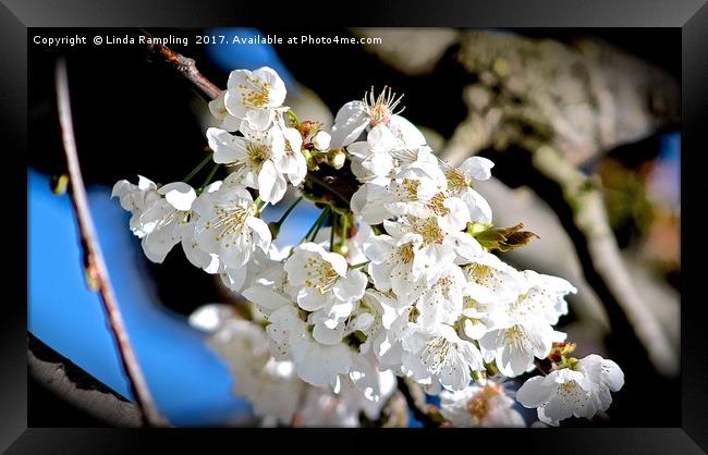 Cherry Blossom Framed Print by Linda Rampling
