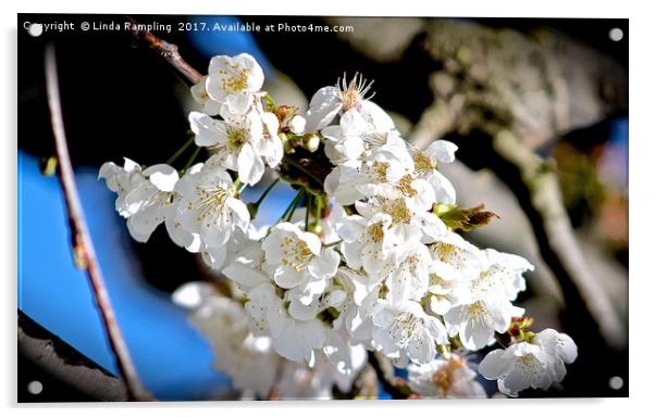 Cherry Blossom Acrylic by Linda Rampling