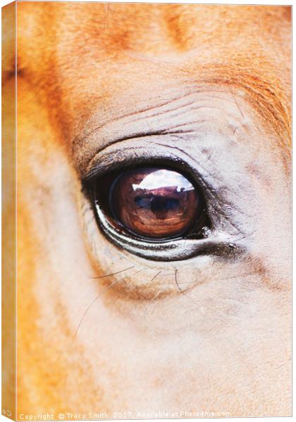 Horses eye Canvas Print by Tracy Smith