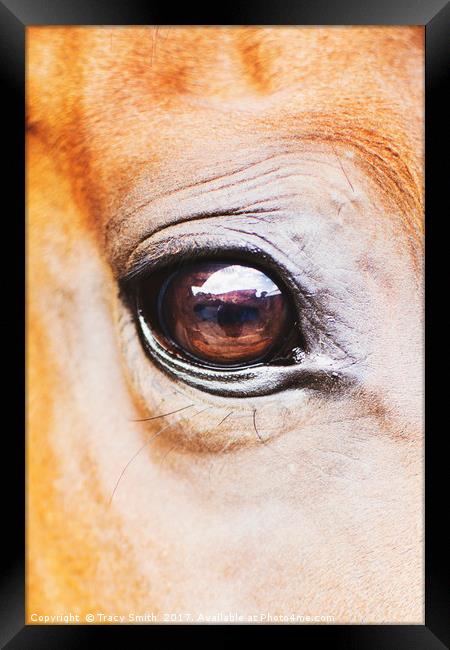 Horses eye Framed Print by Tracy Smith