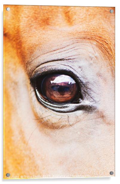 Horses eye Acrylic by Tracy Smith
