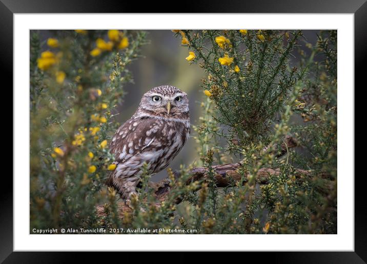 Little owl Framed Mounted Print by Alan Tunnicliffe