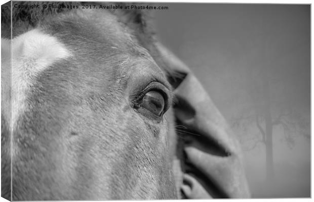Horses eye Canvas Print by Derrick Fox Lomax