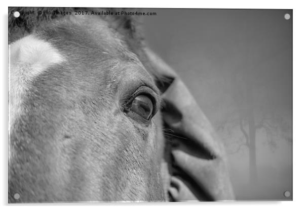 Horses eye Acrylic by Derrick Fox Lomax