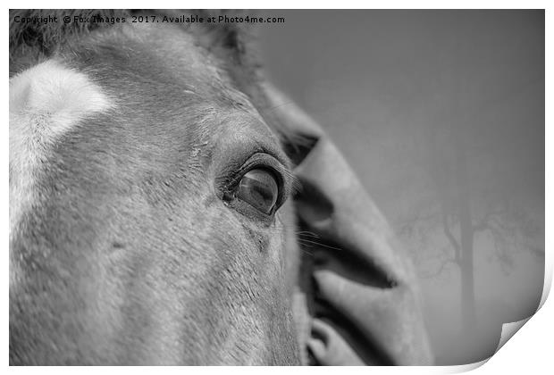 Horses eye Print by Derrick Fox Lomax