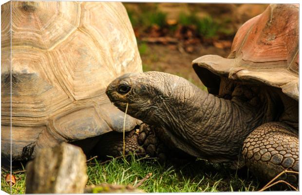 Giant Tortoise Canvas Print by Dave Bell