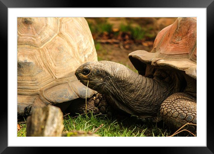 Giant Tortoise Framed Mounted Print by Dave Bell