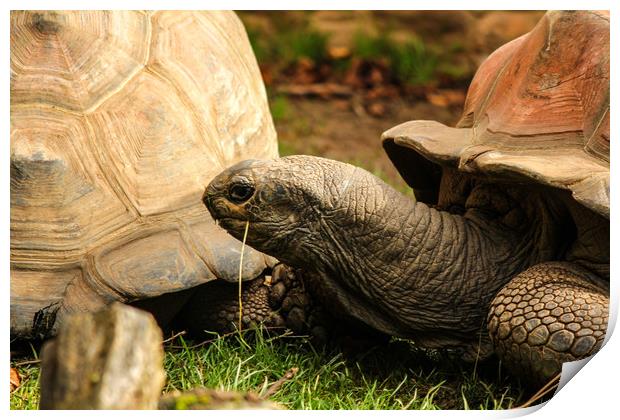 Giant Tortoise Print by Dave Bell