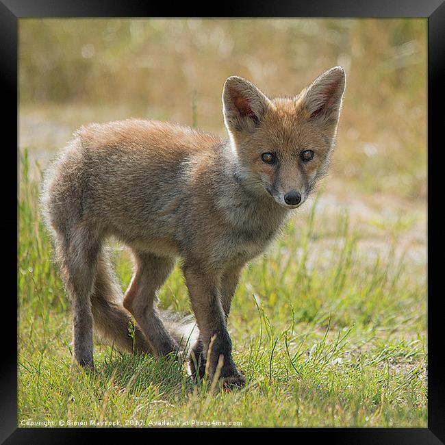 Fox Cub Framed Print by Simon Maycock