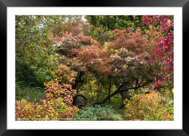 Late summer colour Framed Mounted Print by Kevin White
