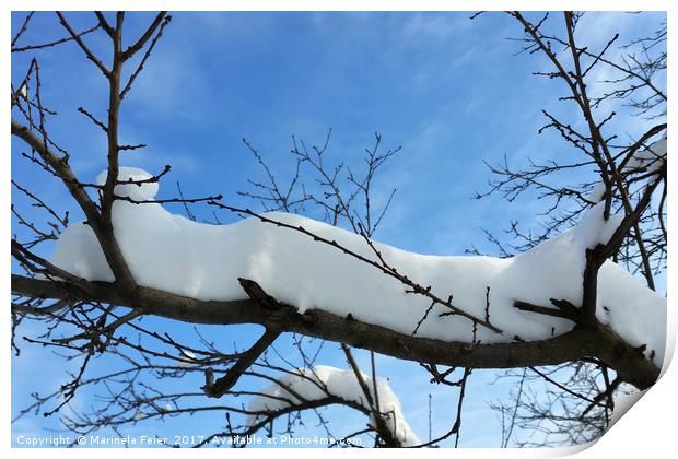 Snow on branches Print by Marinela Feier