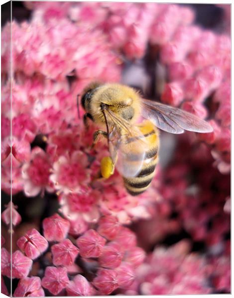 Buzzy Bee Canvas Print by Nicola Hawkes
