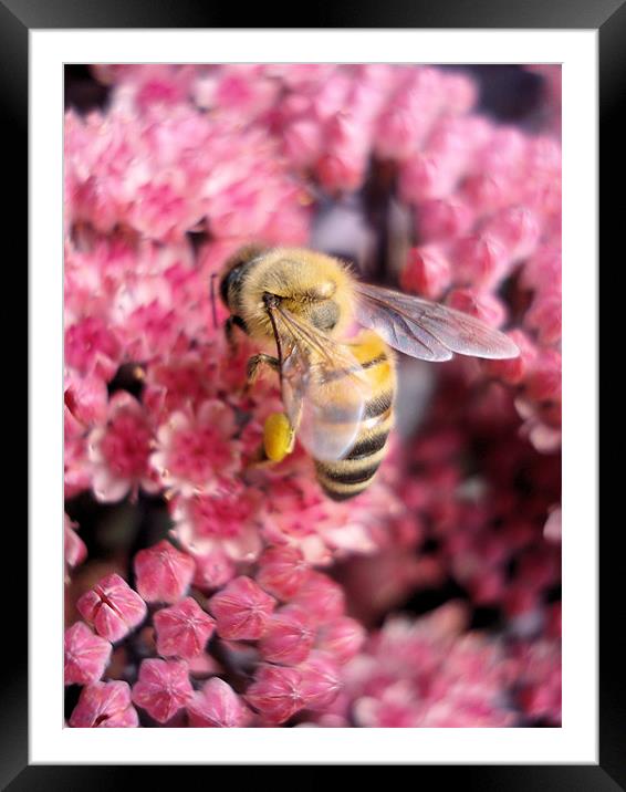 Buzzy Bee Framed Mounted Print by Nicola Hawkes