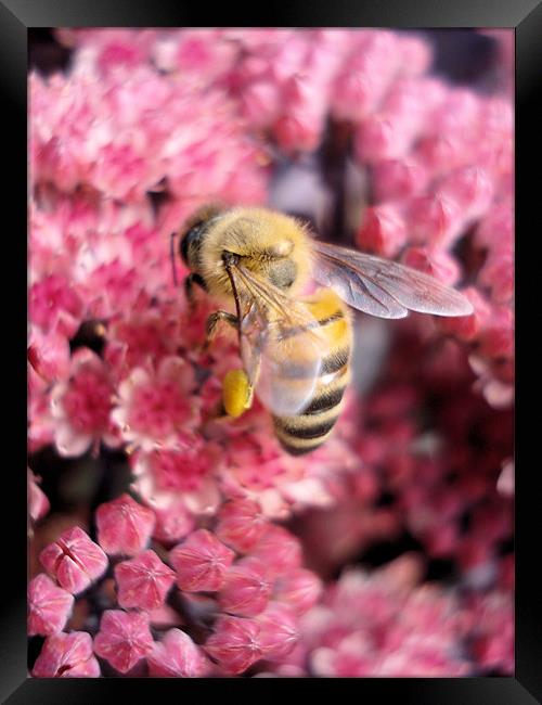 Buzzy Bee Framed Print by Nicola Hawkes